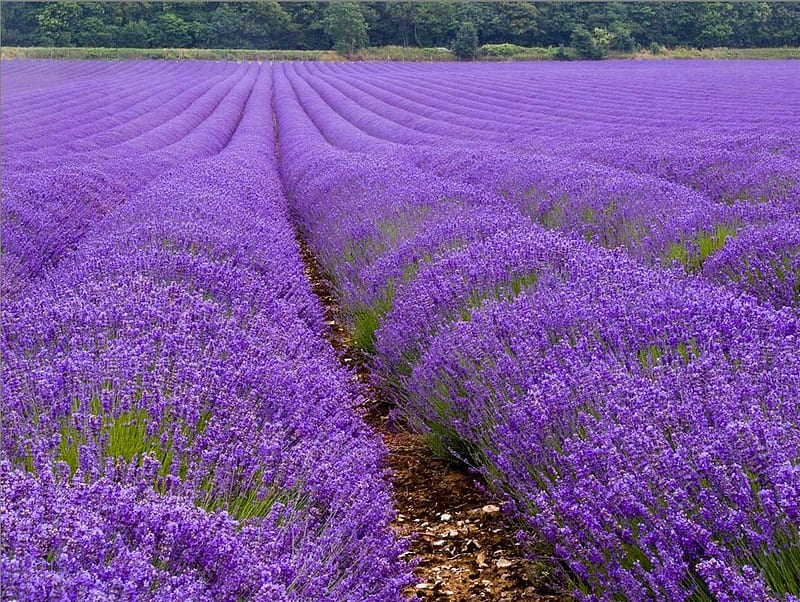 Màu tím của hoa lavender như một biểu tượng cho sự trang nhã và thanh lịch. Hãy nhìn những bông hoa lavender đang nở rộ trên cánh đồng tạo nên một khung cảnh đầy màu sắc và sống động.