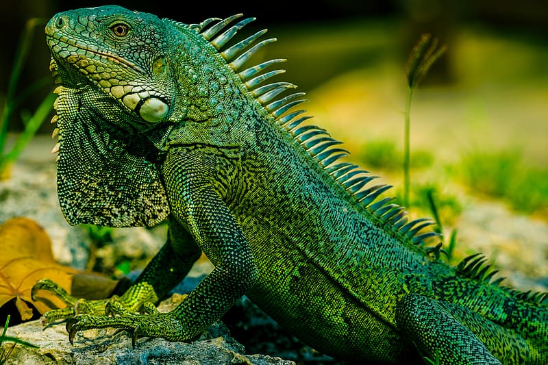 iguana, reptile, lizard, green, blur, HD wallpaper
