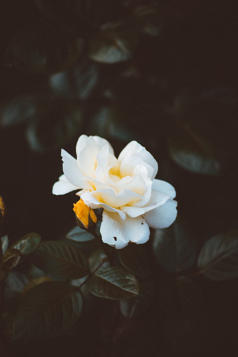 rose, bud, white, petals, bush, garden, HD phone wallpaper