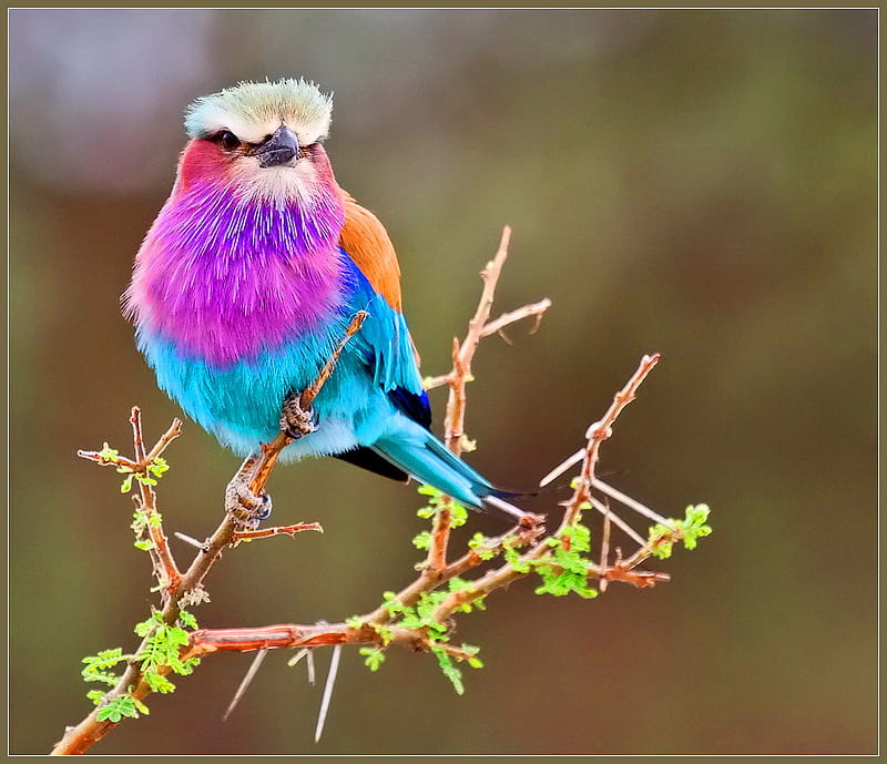 Color perfection, lilac, red, colorful, orange, black, branch, roller, animal, tree, lilac breasted roller, bird, aqua, white, pink, blue, HD wallpaper