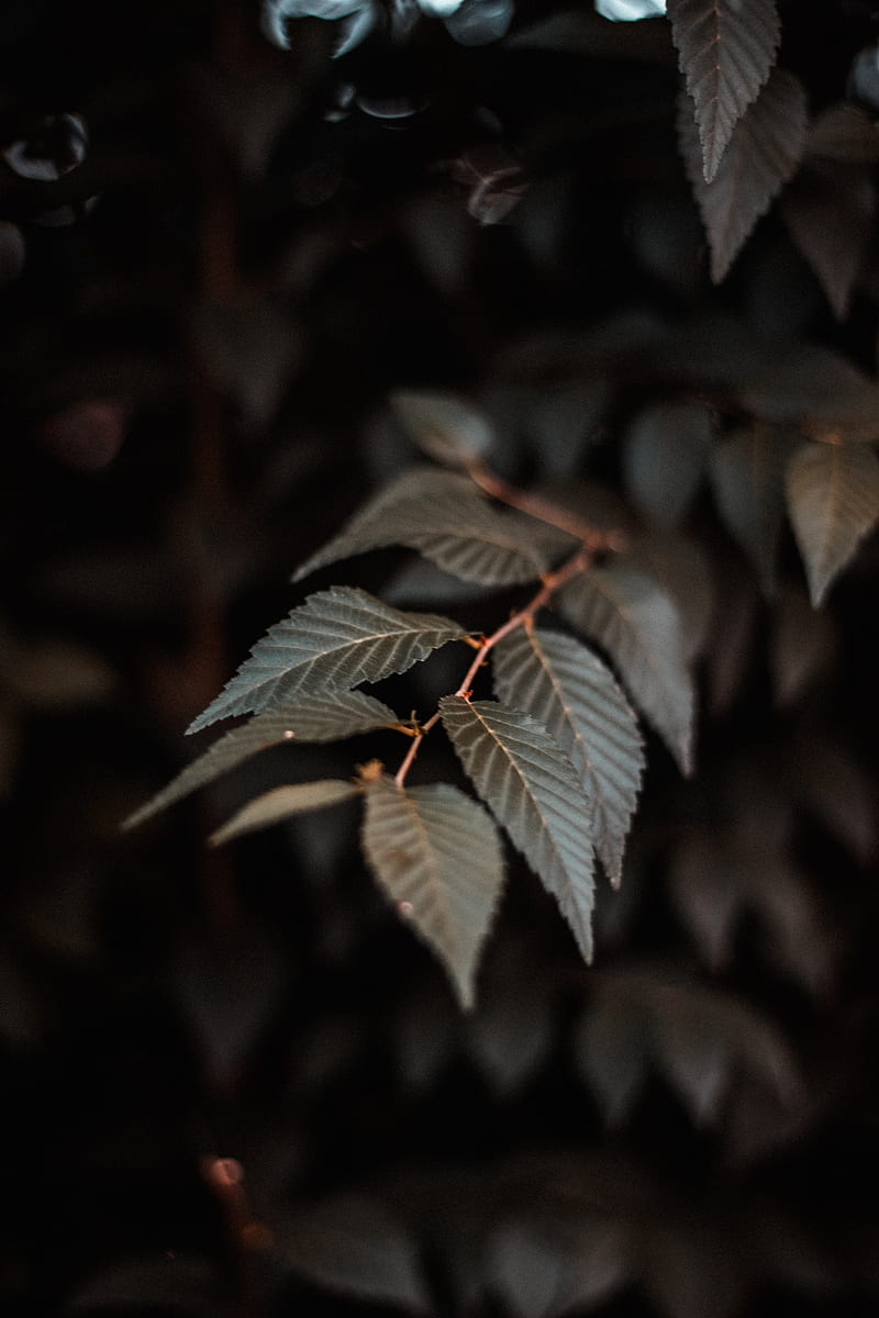 branch, leaves, plant, macro, closeup, HD phone wallpaper
