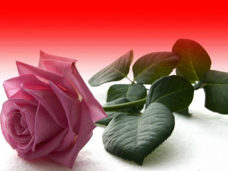 Single rose, flower, rose, rose, pink, HD wallpaper