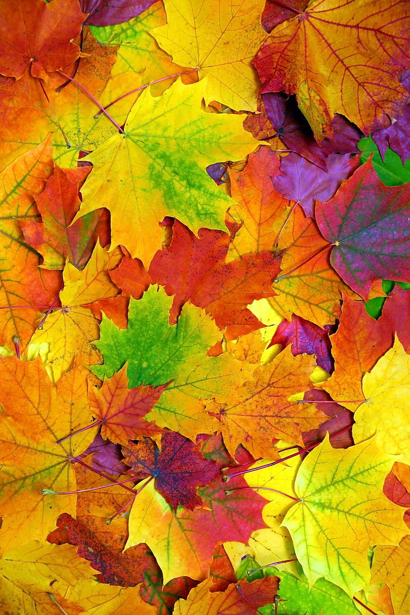 Autumn Leaves, autumn, leaves, bright, colorful, fall, HD phone wallpaper