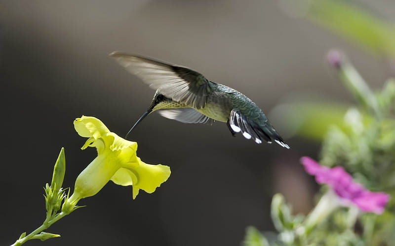 hummingbirds birds flowers-Animal, HD wallpaper