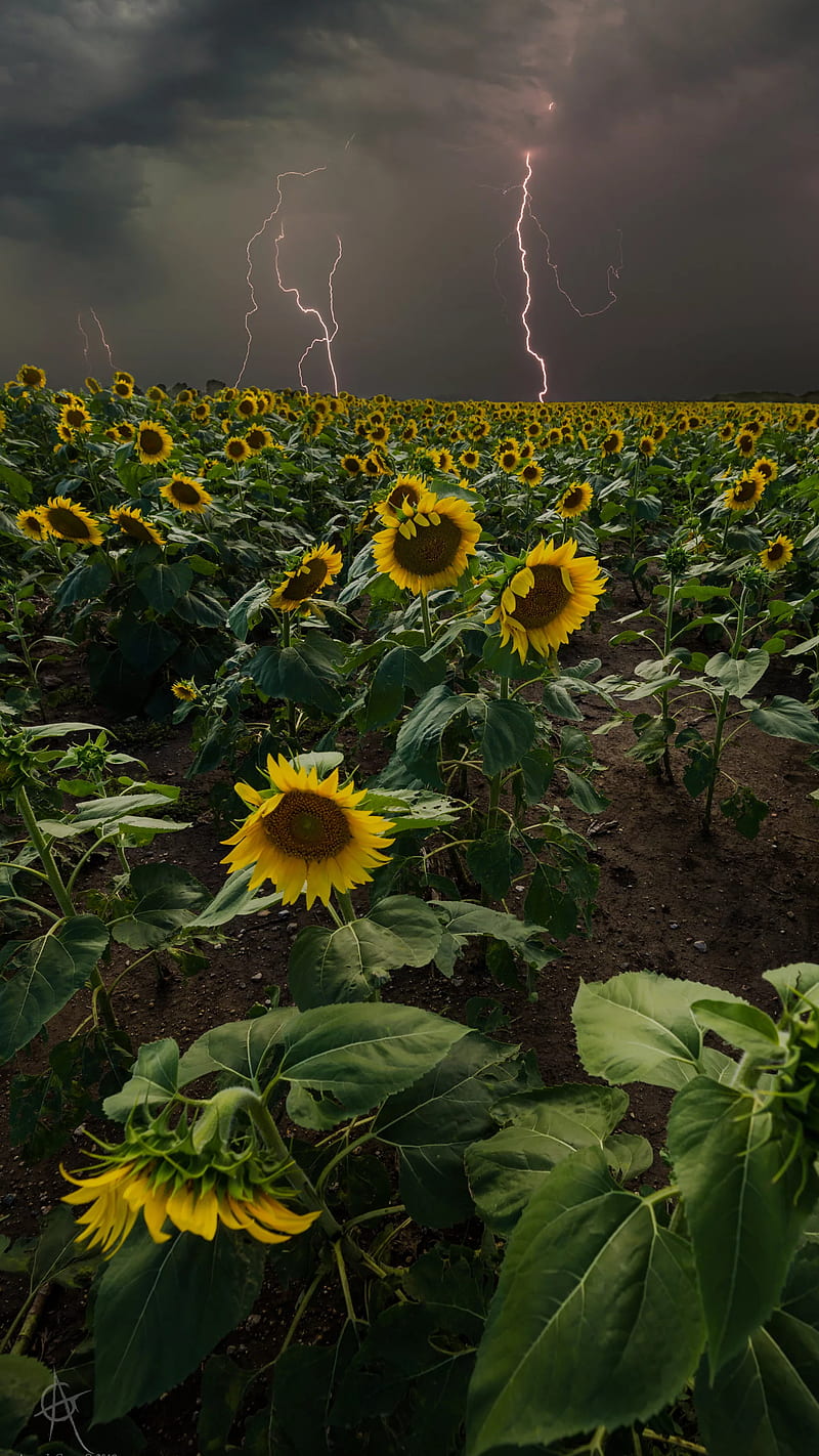 Flowers, cloudy, flowers, natural, storm, sunflowers, thunder, HD phone wallpaper
