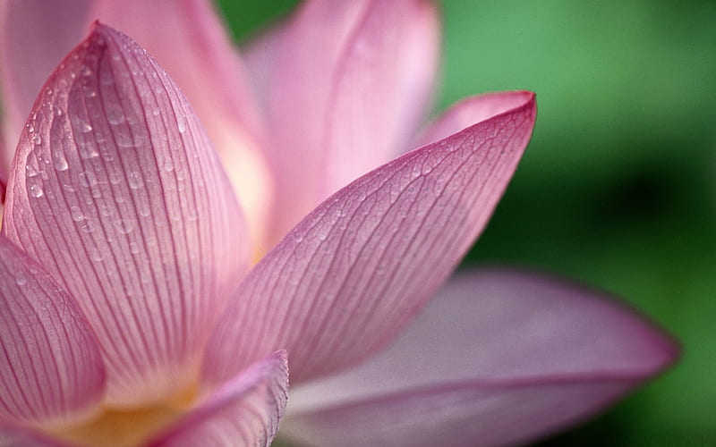 pink lotus flower-flowers, HD wallpaper