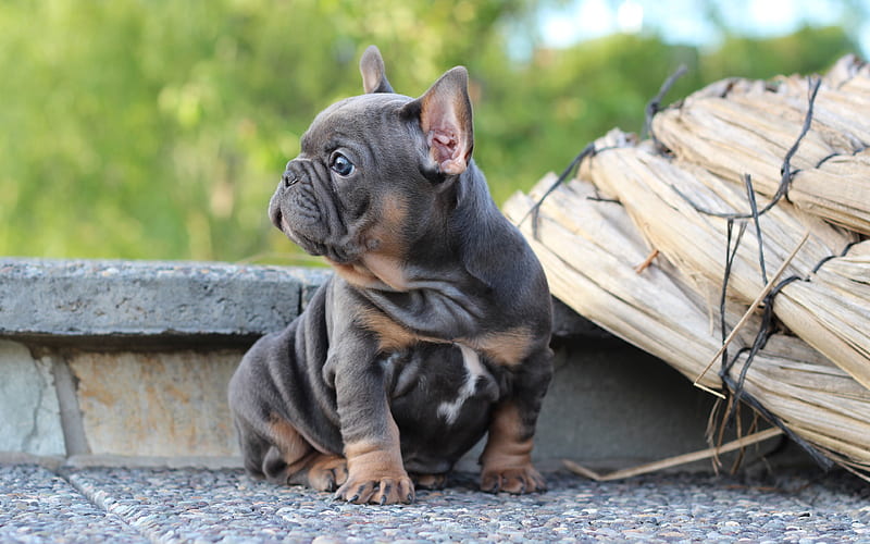 French Bulldog, small cute puppy, small dog, pets, black puppy, HD wallpaper
