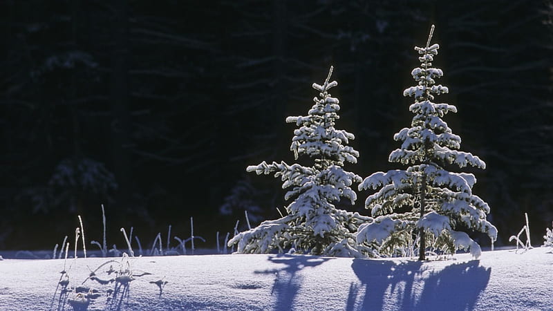 leftover christmas trees, forest, trees, snow, winter, HD wallpaper