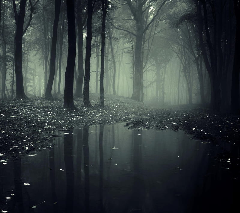 Creepy Forest, black, dark forest, lake, HD wallpaper