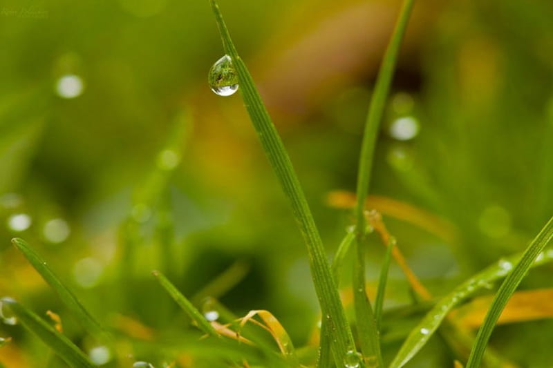 Dew, grass, raindrops, drops, spring, abstract, dewdrops, graphy, green macro, summer, nature, rain, morning, HD wallpaper