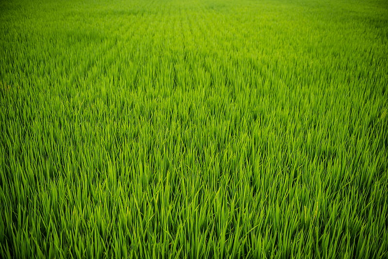 grass, plant, field, green, HD wallpaper