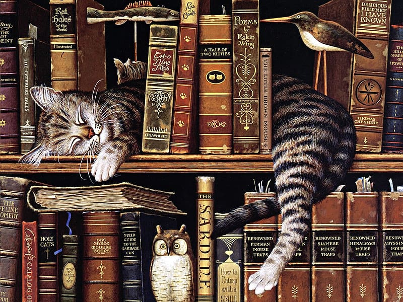Cat, Animal, Books, Bookcase, Library, Feline, HD wallpaper