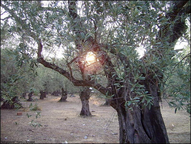 Sunrise, grove, nature, olive, HD wallpaper