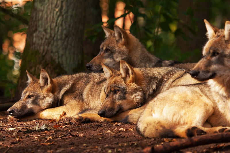 Manada de lobos, bosque, depredador, fauna, árboles, lobos, Fondo de  pantalla HD | Peakpx