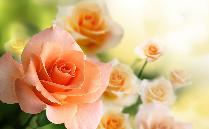 Hãy ngắm nhìn bức ảnh về hoa hồng đầy quyến rũ, tươi tắn và nồng nàn. Những cánh hoa mềm mại, màu đỏ tươi sẽ làm bạn say đắm và cảm thấy yêu đời hơn bao giờ hết.