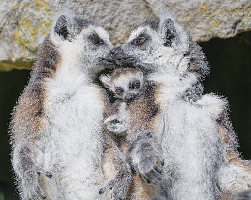 Lemurs, animals, family, love, HD wallpaper | Peakpx