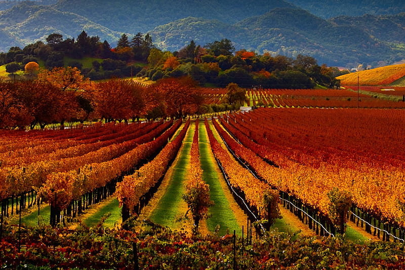 Napa Valley, California, autumn, wine, plants, colors, fields, season, HD wallpaper