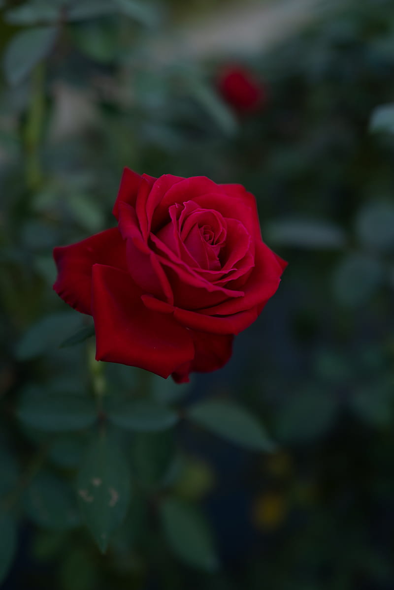 rose, flower, red, plant, HD phone wallpaper