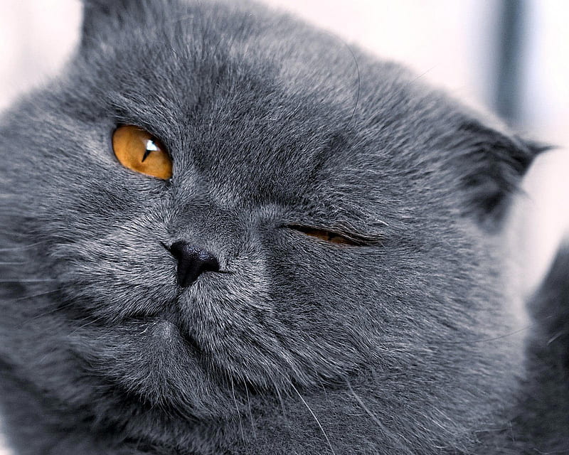 Fat Cat , cute, HD wallpaper