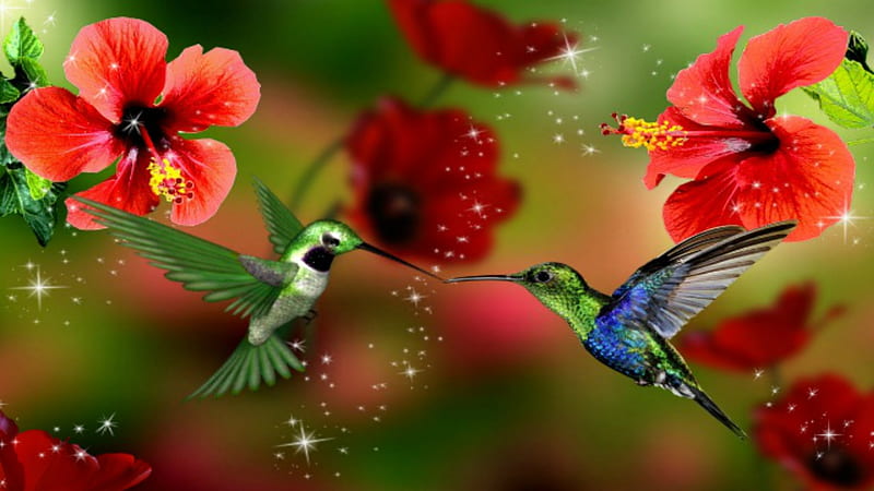 Hummingbirds In Love ~*~, Hummingbirds, Hummingbirds In Love, animals nature,  HD wallpaper | Peakpx