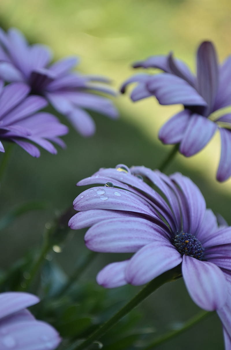 Selective Focus graphy Of Purple African Daisy Flowers, HD phone wallpaper