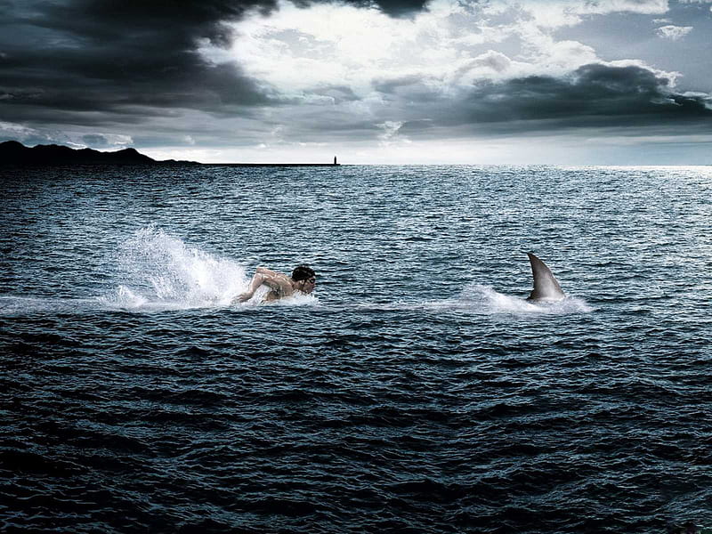 Swimming with Shark, shark, funny, swimmer, HD wallpaper