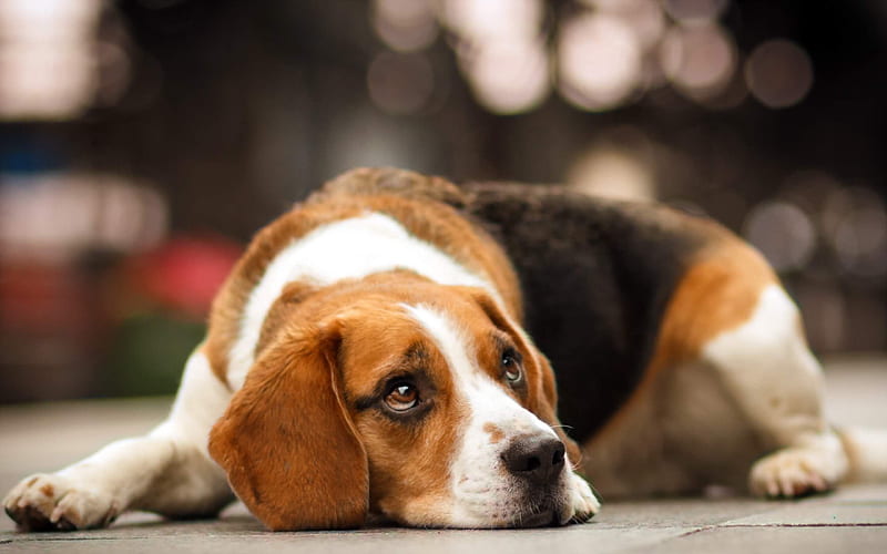 Beagle, bokeh, sad dog, dogs, close-up, cute animals, pets, Beagle Dog, HD wallpaper