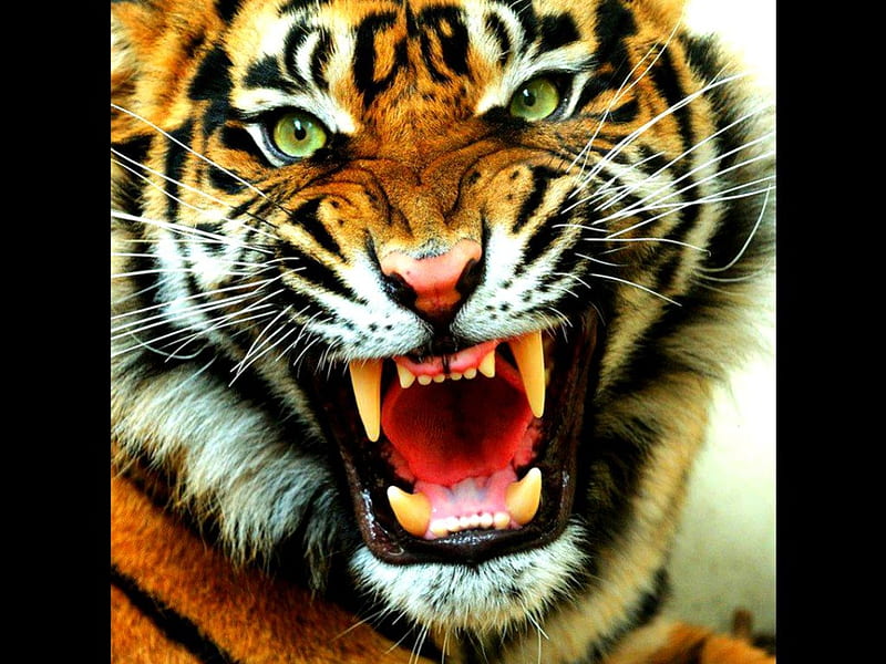 Tiger roar, zoo, roar, tiger, cat, wild life, HD wallpaper
