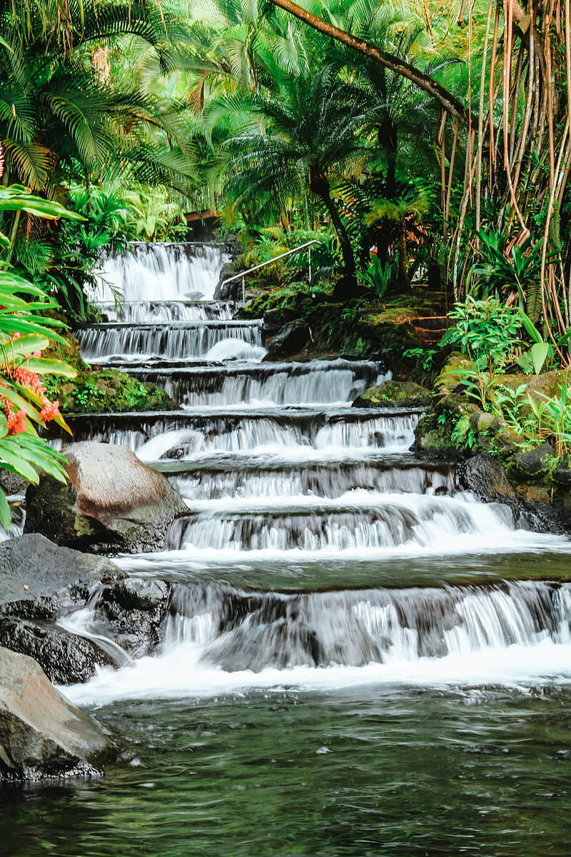 waterfall, tropical, stones, leaves, plants, stream, HD phone wallpaper
