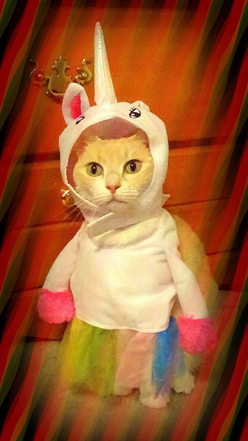 Unicorn Cat, cosplay, costume, cute, dress up, fantasy, feline, funny, hall...