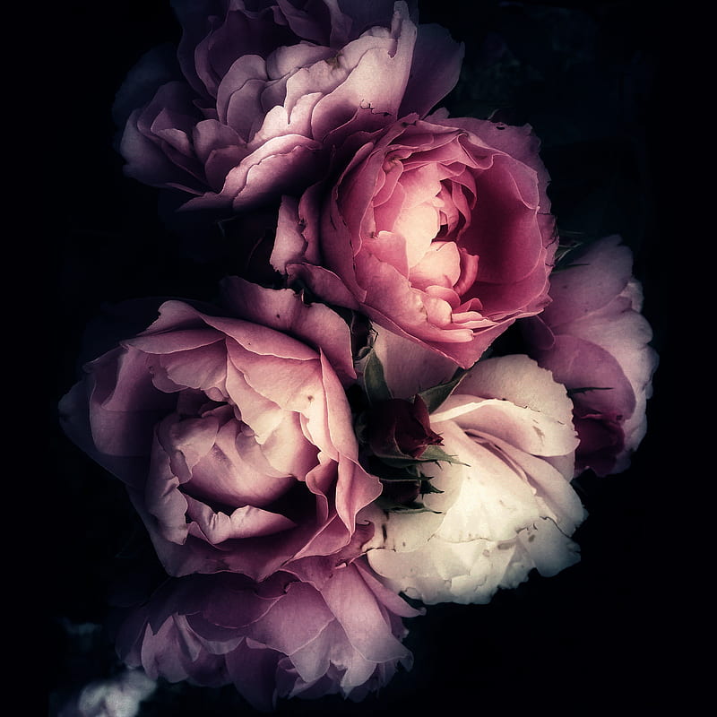Dark Flower Background Wallpaper | Best Flower Site