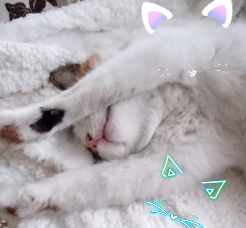 cute cat icons, tumblr