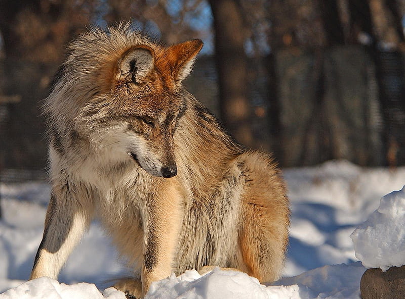 Big bad wolf ???, red, big, brown, snow, wolf, bad, HD wallpaper