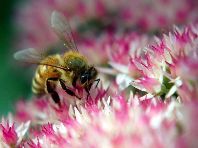 Bee getting nectar, bee, pink flowers, nectar, HD wallpaper