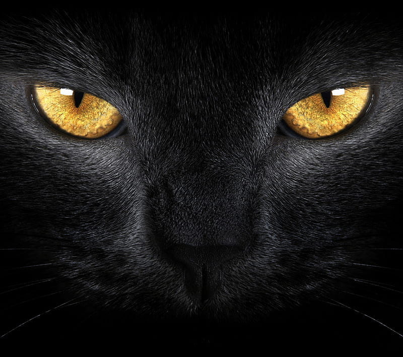 Black Cat Golden Eye, black cat, eyes, gold, HD wallpaper