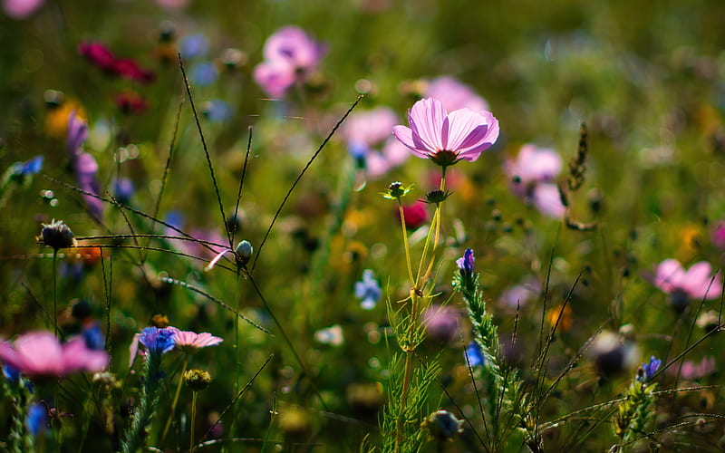 Cosmos, plant, nature, flower, HD wallpaper
