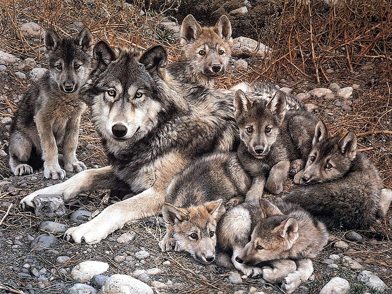 Wolf With Cubs, family, art, lobos, animal, puppies, cubs, wolves, animals, dogs, familia, HD wallpaper