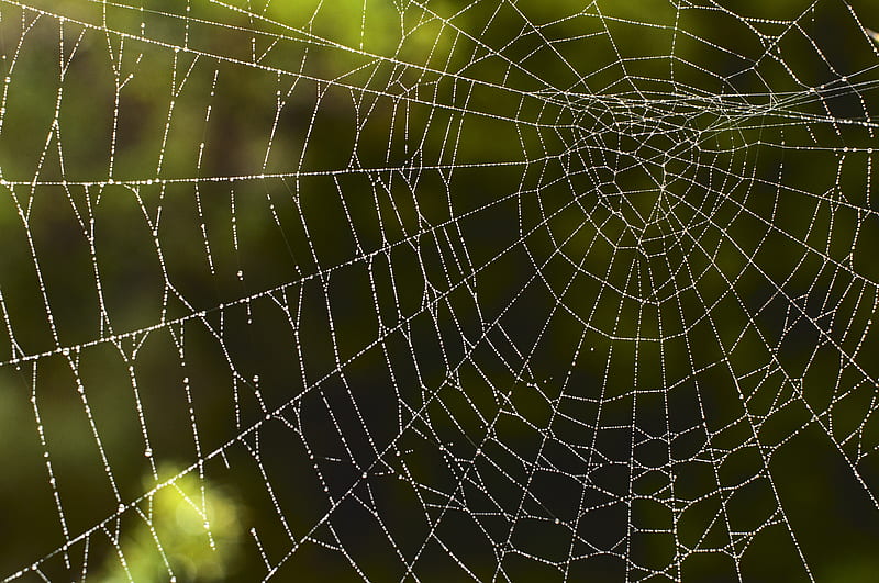spider web, macro, drops, wet, HD wallpaper