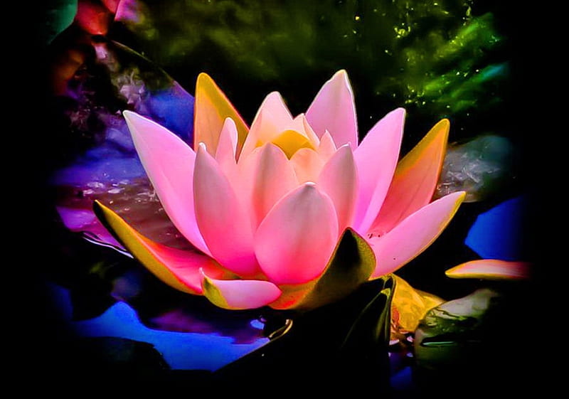 beautiful lotus, colorful, graphy, lotus, flowers, nature, bonito, HD wallpaper