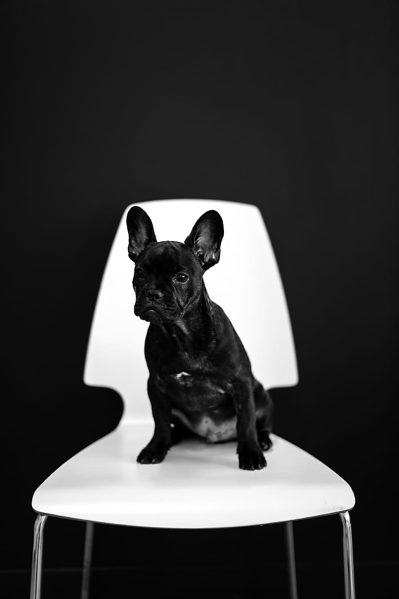 french bulldog, puppy, dog, black, pet, HD phone wallpaper