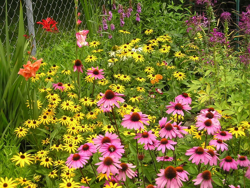 Donna's garden, summer, garden, flowers, brecksville, HD wallpaper