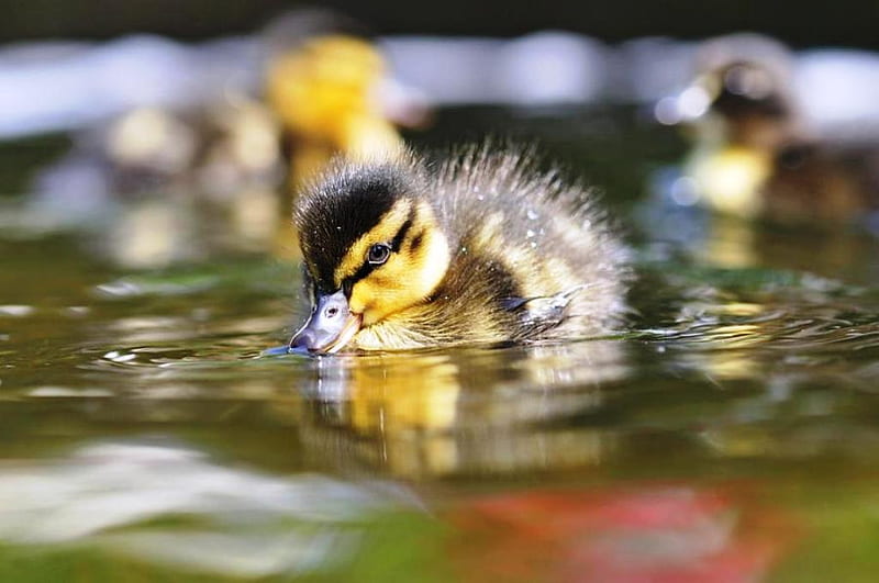 Little Duck, pond, water, ducks, wildlife, baby, lake, animals, HD wallpaper