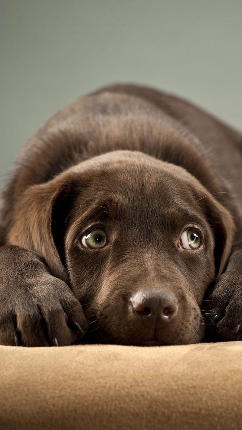 Cute Animals iPhone You Would Love to . Cute dogs, Dog , Dog iphone, Chocolate Lab Puppies, HD phone wallpaper