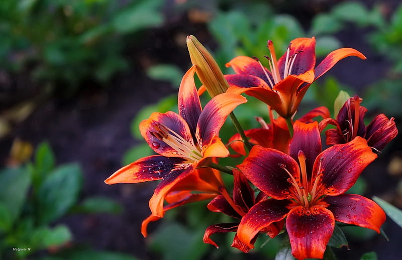 Lilies background, red, pretty, colorful, lovely, lilies, bonito, macro, flowers, garden, HD wallpaper