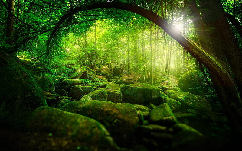 Sunlight in Green Forest, rocks, green, sunlight, nature, sunshine,  forests, HD wallpaper | Peakpx