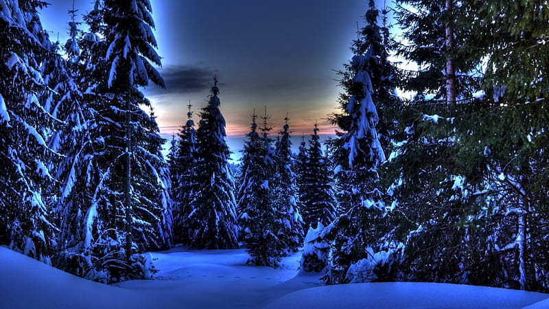 wondrous evergreen forest in winter r, forest, sundown, evergreen, r, winter, HD wallpaper