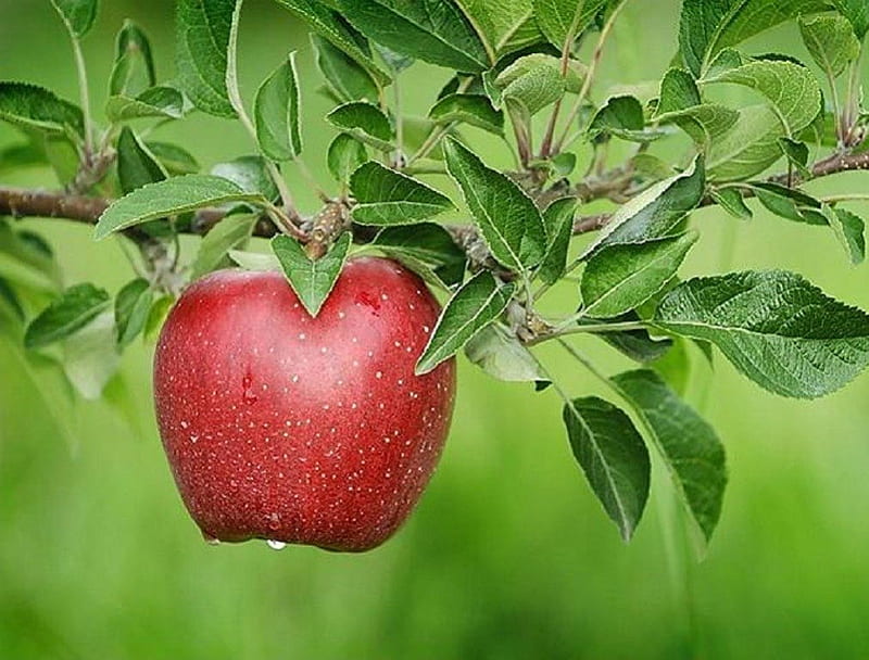 Red Apple, Fruit, Apple, Tree, Garden, HD wallpaper