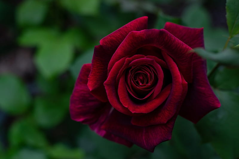 Rose, Macro, Petals, Burgundy, HD wallpaper