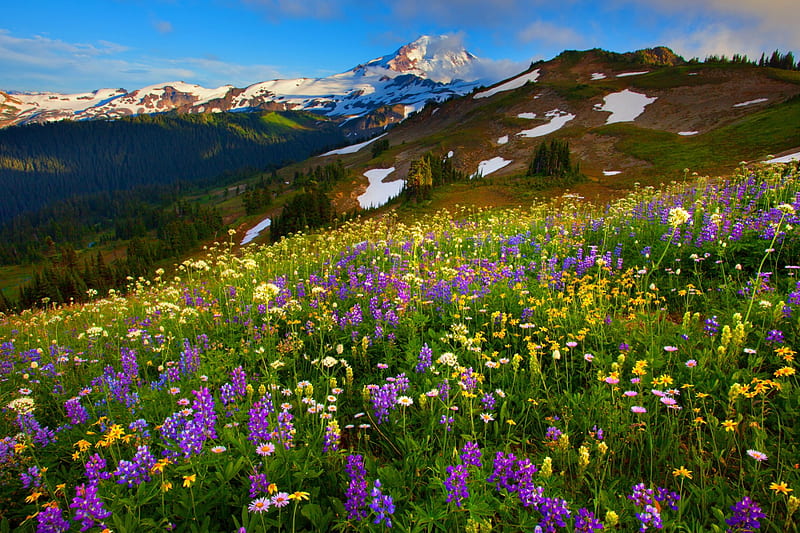 Mountain slope, pretty, grass, bonito, carpet, fragrance, nice ...