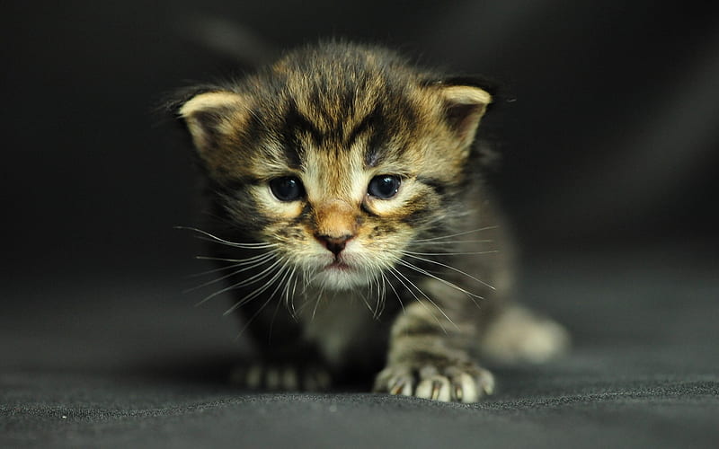 Tiger, cute, ferocious, kitten, cats, animals, HD wallpaper | Peakpx